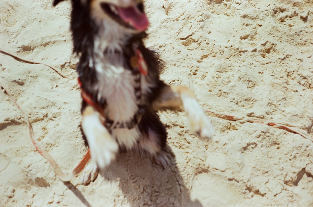 a dog standing on its hind legs in the sand