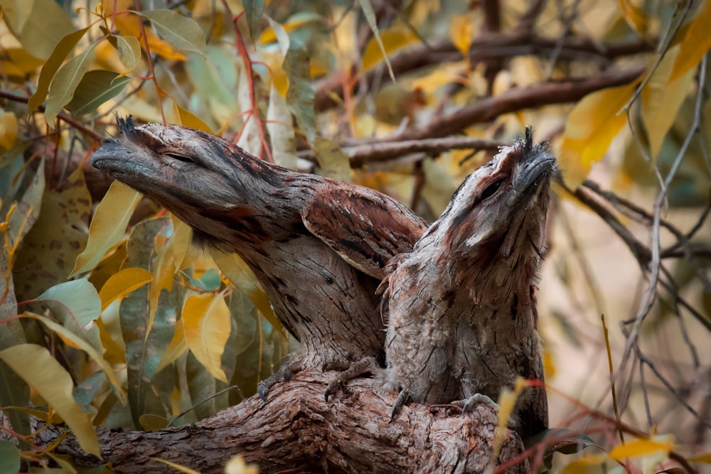 a bird that is sitting in a tree