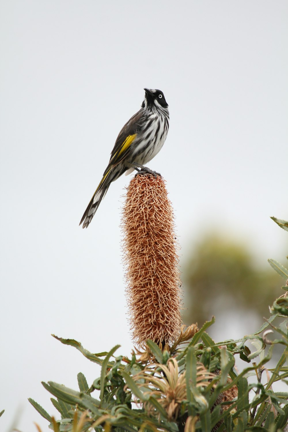 a small bird perched on top of a flower