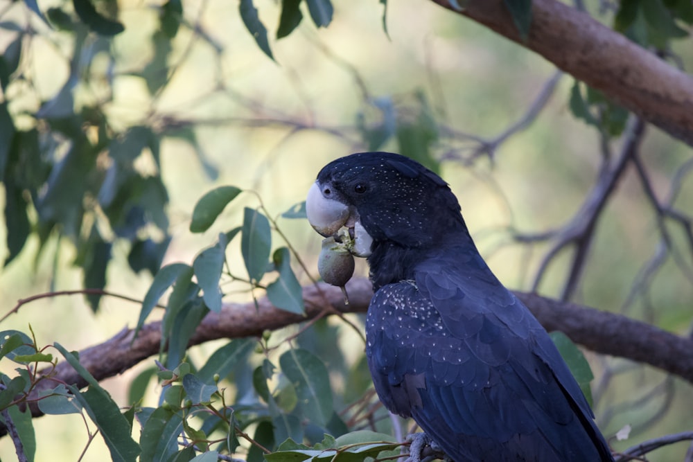 a black bird sitting on top of a tree branch