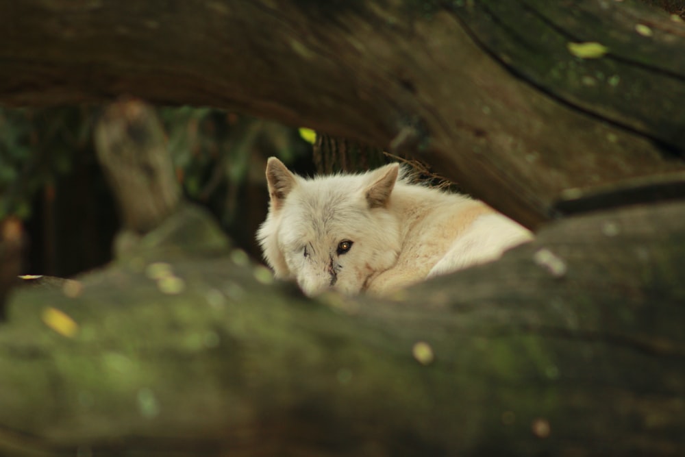 a white dog laying on top of a tree branch