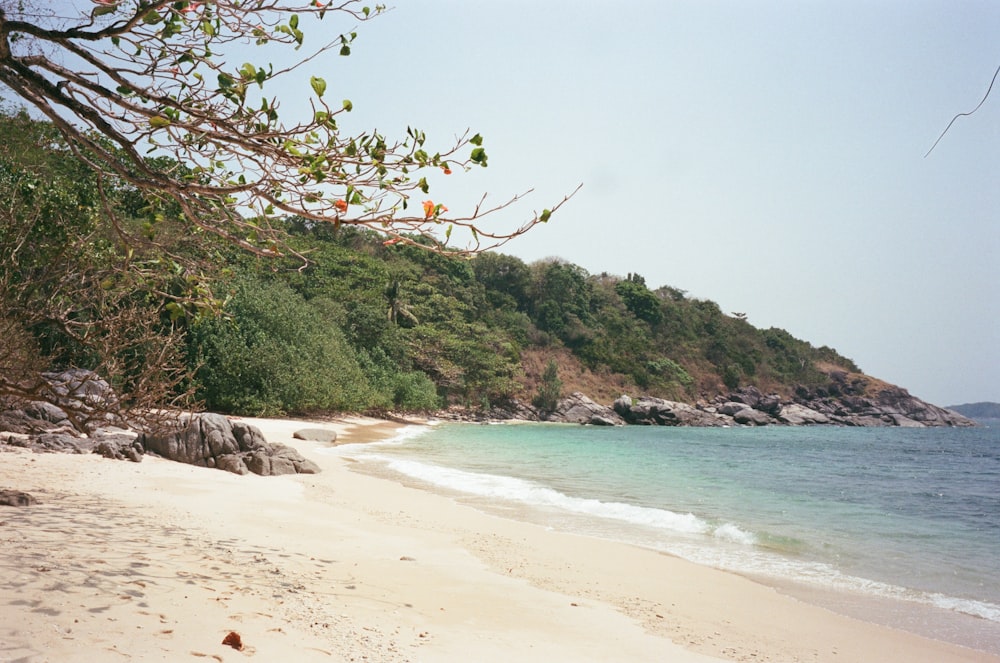 a sandy beach with clear blue water and trees
