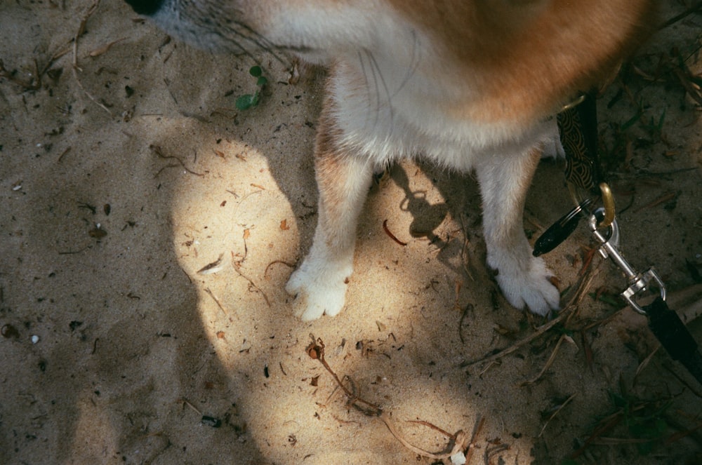 a brown and white dog standing on top of a dirt field