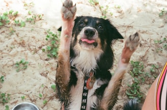 A playful dog with black and white fur stands on its hind legs in a sandy outdoor setting. The dog's tongue is out, and it wears a collar with a playful design. Green plants are scattered on the sandy ground, and a metal bowl is partially visible to the side.