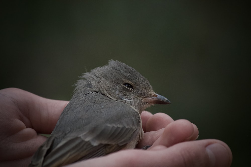 a small bird sitting on top of a persons hand