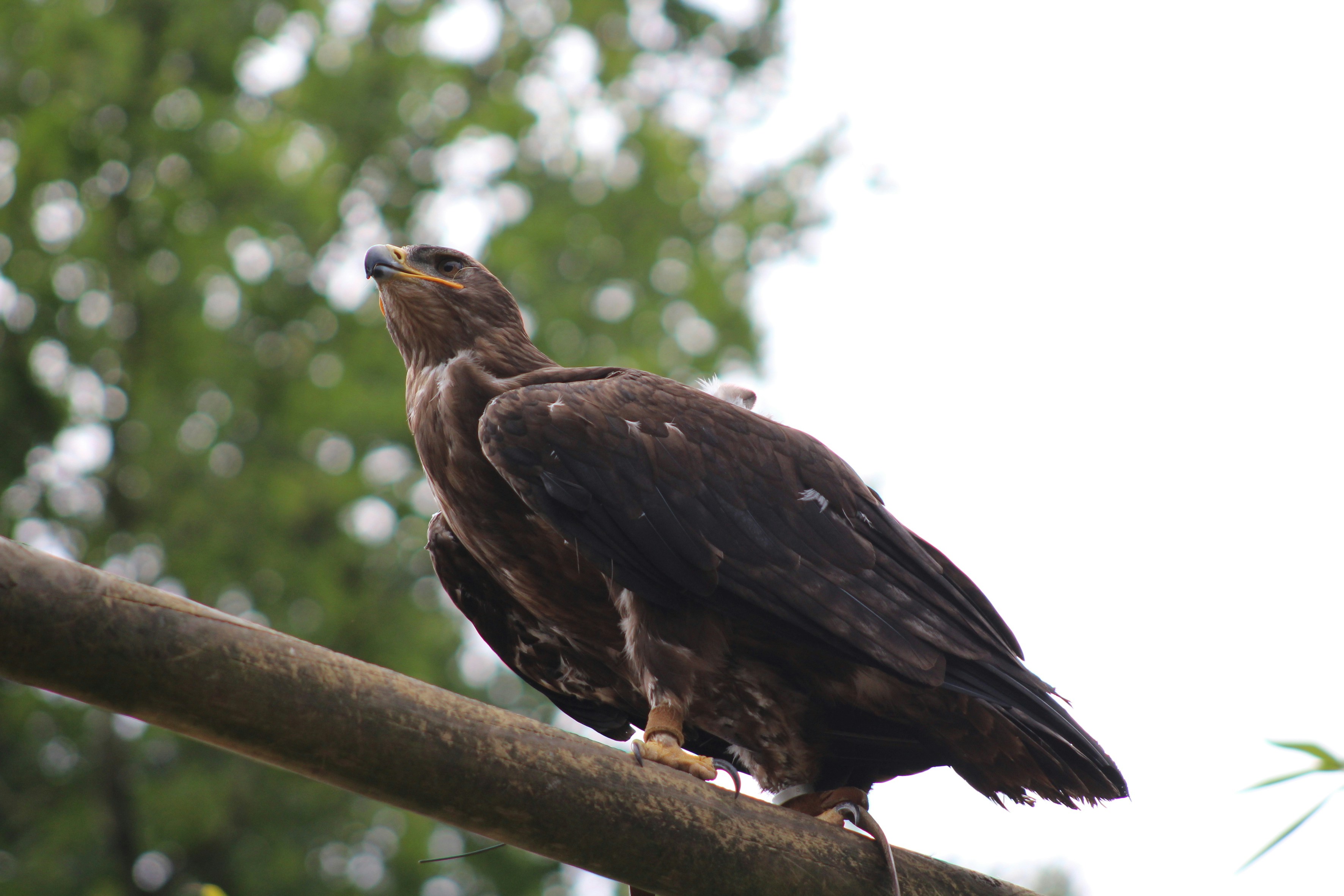 Photo by melaniedecoster