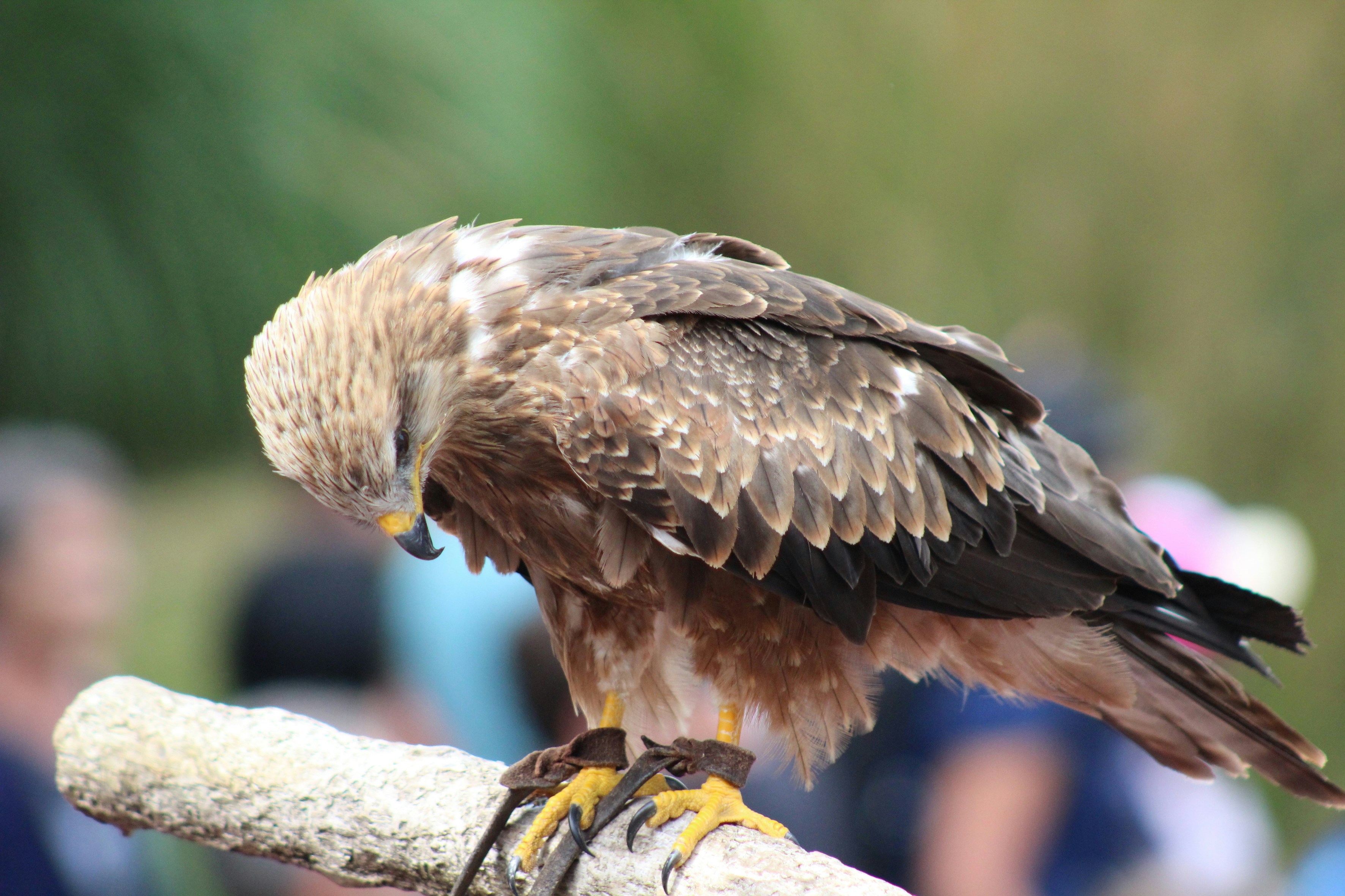 Photo by melaniedecoster