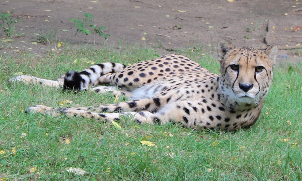 a cheetah laying on the ground in the grass