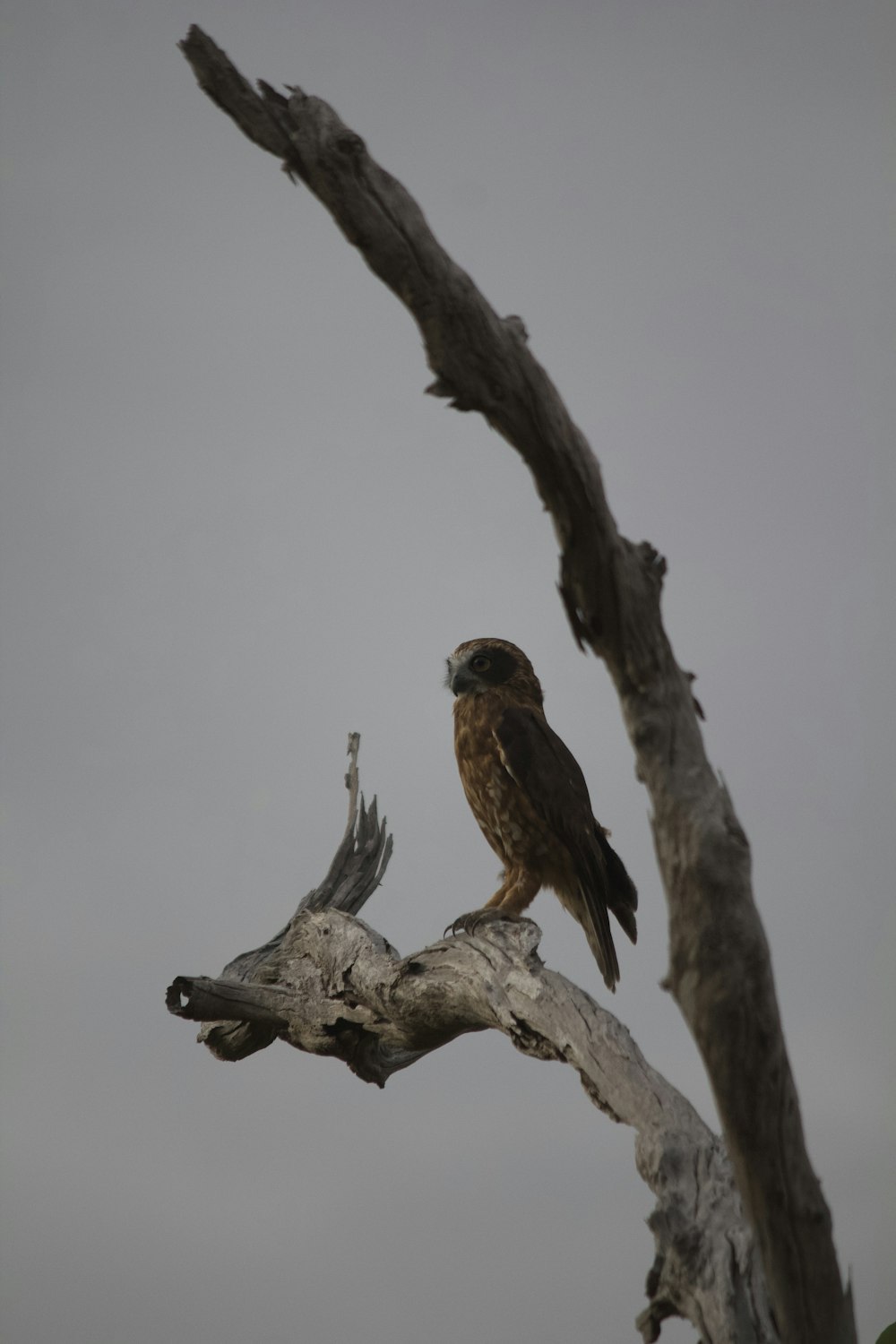 a bird sitting on top of a dead tree branch