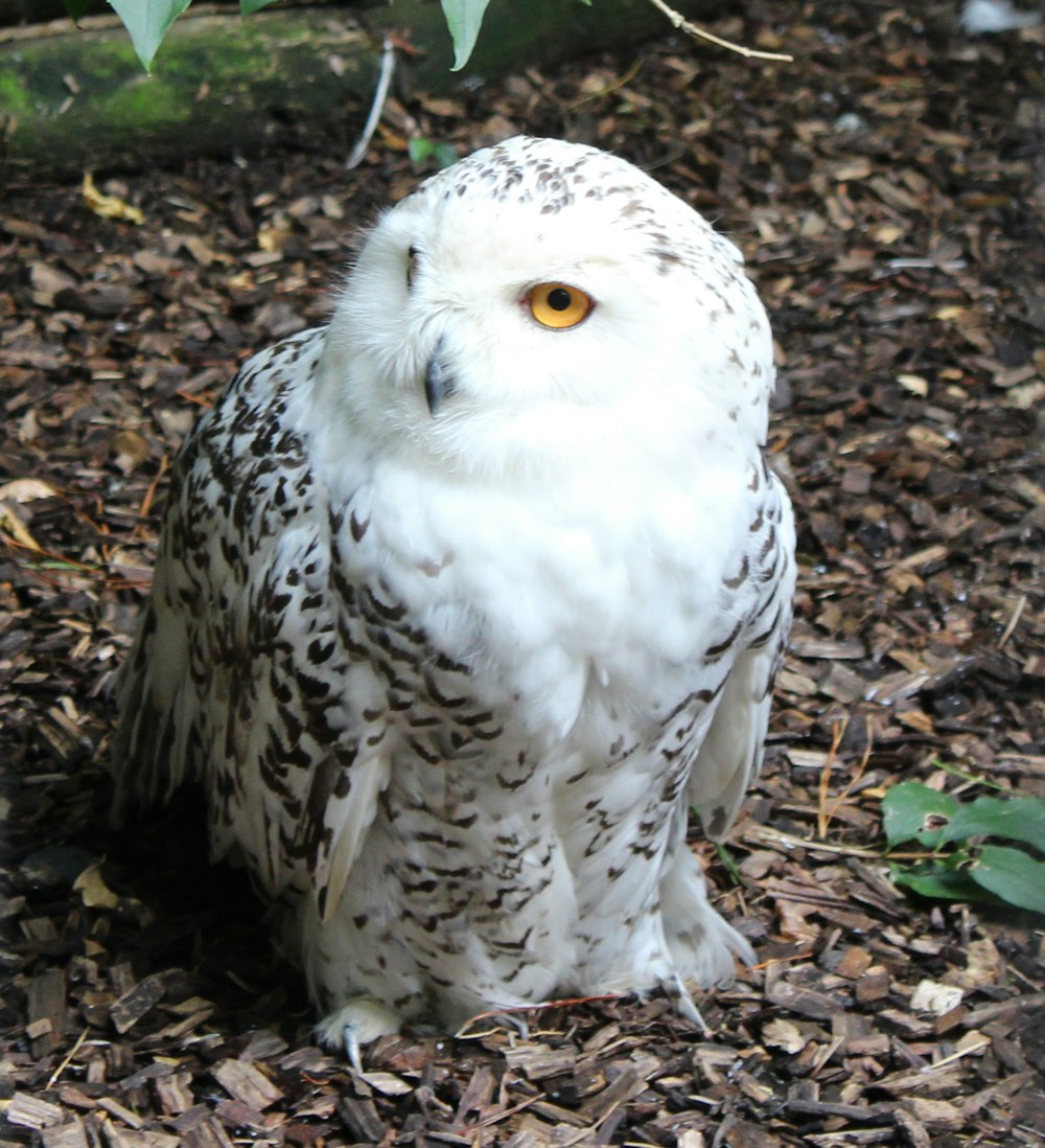 a white owl sitting on top of a pile of leaves