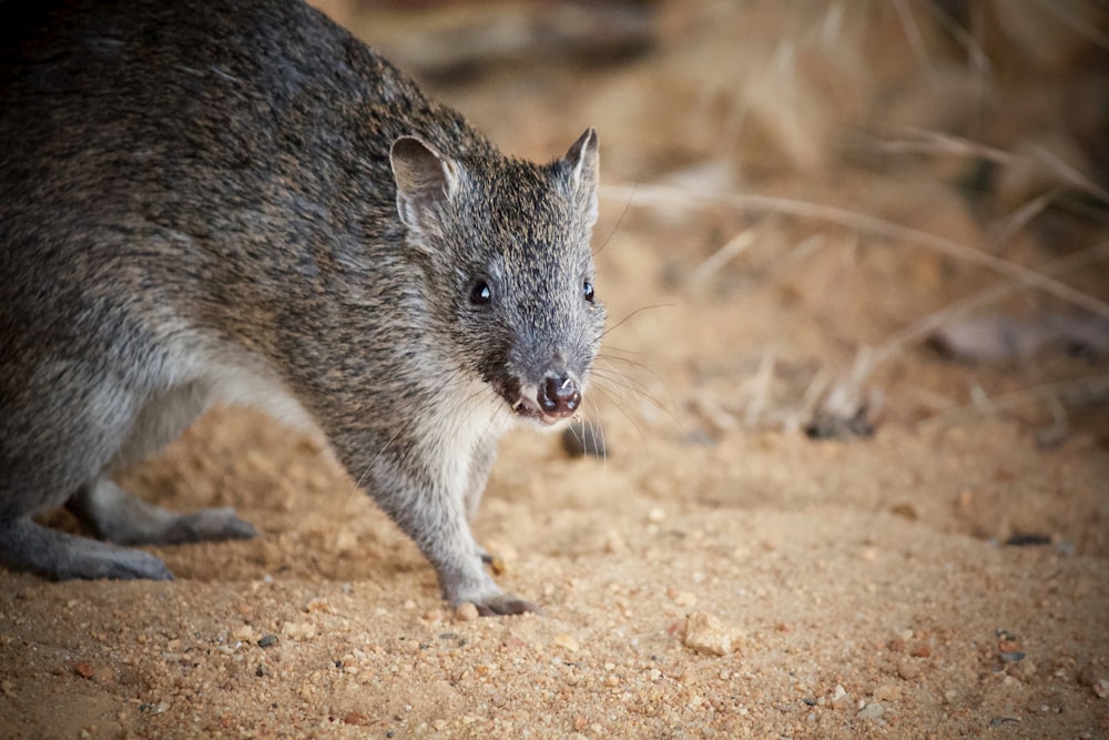 a close up of a small animal on a dirt ground