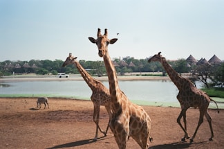 Several giraffes stand on a sandy area near a body of water. In the background, a zebra grazes on the ground, and a line of thatched-roof huts is visible across the water. Trees surround the lake, and a vehicle is parked on the opposite bank, with a bird flying overhead in the clear sky.