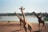 Several giraffes stand on a sandy area near a body of water. In the background, a zebra grazes on the ground, and a line of thatched-roof huts is visible across the water. Trees surround the lake, and a vehicle is parked on the opposite bank, with a bird flying overhead in the clear sky.
