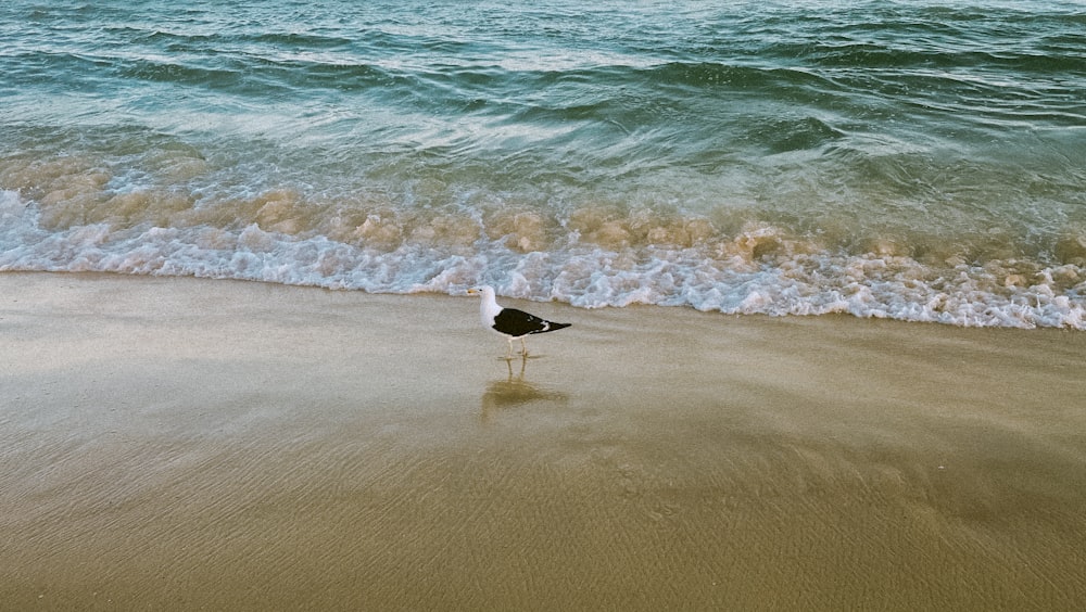 a small bird standing on top of a sandy beach