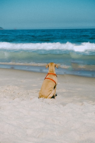 a dog sitting in the sand at the beach
