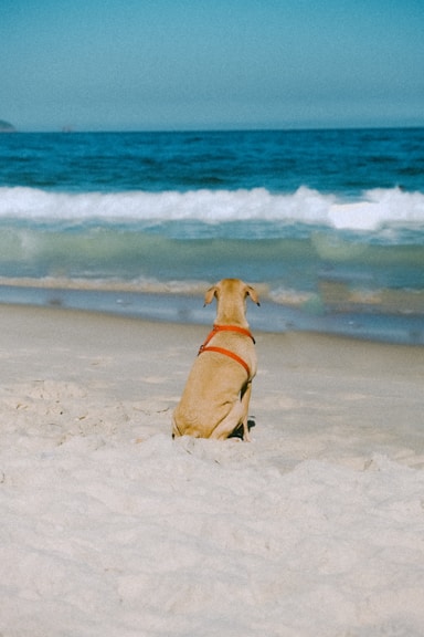 a dog sitting in the sand at the beach