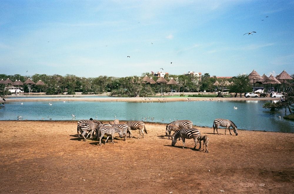 a herd of zebra standing on top of a dirt field