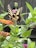 A butterfly with black and yellow wings perched on a vibrant orange flower surrounded by lush green leaves and other colorful blossoms.