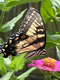 Close-up of a colorful butterfly perched delicately on a blooming flower
