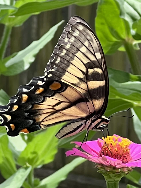 Close-up of a colorful butterfly perched delicately on a blooming flower