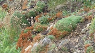 Wild herbs and flowers growing naturally along a rocky hillside.