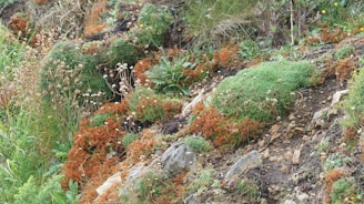 Wild herbs and flowers growing naturally along a rocky hillside.