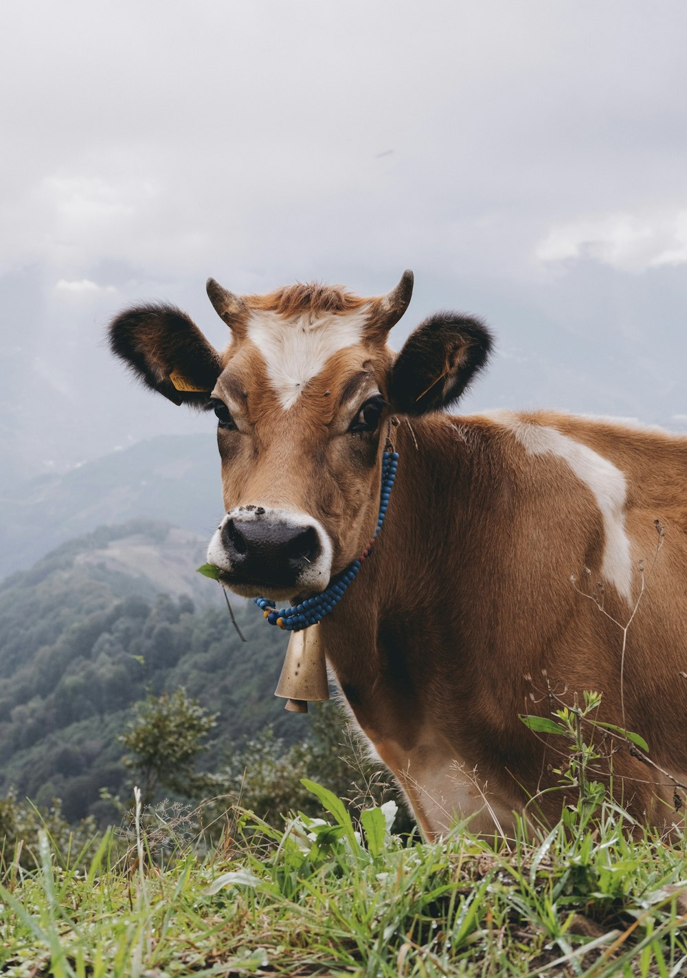 a brown and white cow standing on top of a lush green hillside