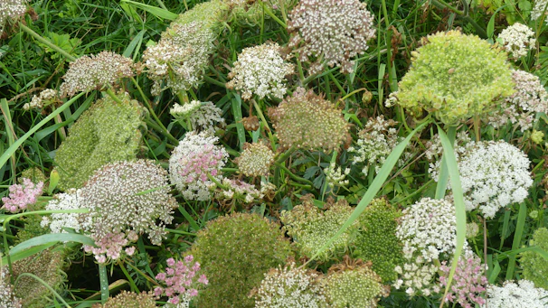 Seasonal flowers arranged in harmonious patterns, showcasing a thriving habitat for beneficial insects.