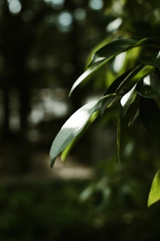 A serene close-up of fresh green leaves bathed in soft morning light, embodying nature's calm.