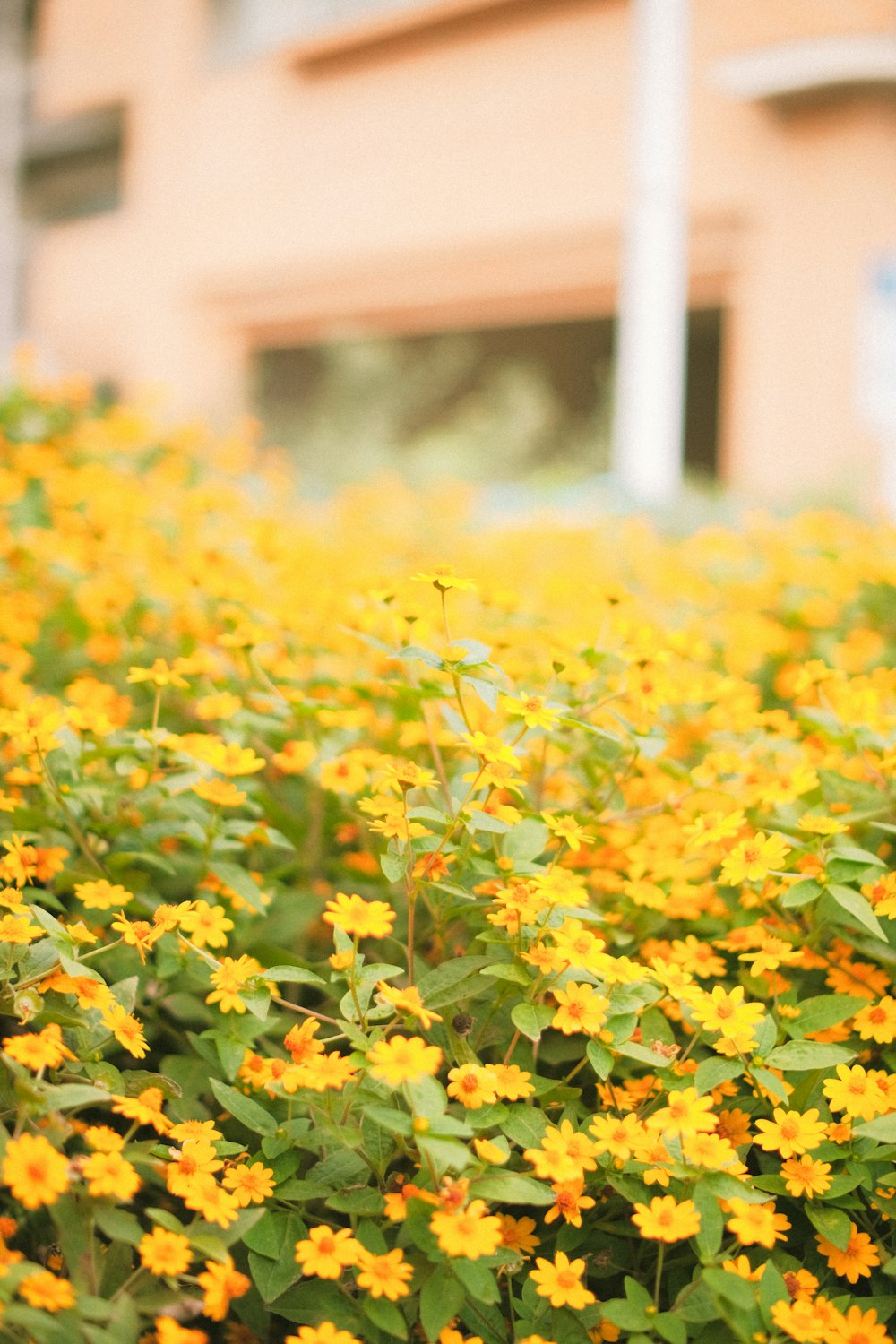 a bunch of yellow flowers in front of a building