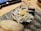 A sushi plate with various types of seafood including delicate slices of shrimp and small white fish, presented on a dark rectangular plate. The sushi is garnished with a small amount of ginger, and a digital screen is blurred in the background.