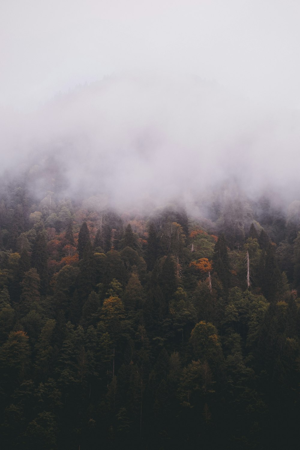 a foggy forest with trees in the foreground