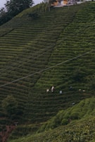 A lush, green hillside planted with uniformly rowed crops creates a tiered effect. Two people can be seen working among the plants, with bags beside them. At the upper edge of the hill stands a small building surrounded by trees.