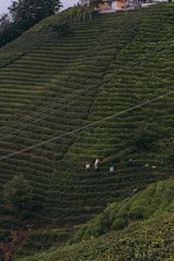 A lush, green hillside planted with uniformly rowed crops creates a tiered effect. Two people can be seen working among the plants, with bags beside them. At the upper edge of the hill stands a small building surrounded by trees.