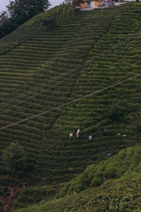 A lush, green hillside planted with uniformly rowed crops creates a tiered effect. Two people can be seen working among the plants, with bags beside them. At the upper edge of the hill stands a small building surrounded by trees.