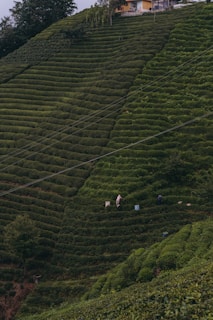 A lush, green hillside planted with uniformly rowed crops creates a tiered effect. Two people can be seen working among the plants, with bags beside them. At the upper edge of the hill stands a small building surrounded by trees.