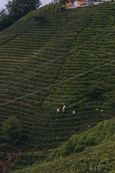 Workers carefully tending to crops in a sustainable farming environment surrounded by green hills.