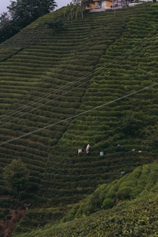 A lush, green hillside planted with uniformly rowed crops creates a tiered effect. Two people can be seen working among the plants, with bags beside them. At the upper edge of the hill stands a small building surrounded by trees.