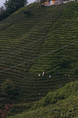 A lush, green hillside planted with uniformly rowed crops creates a tiered effect. Two people can be seen working among the plants, with bags beside them. At the upper edge of the hill stands a small building surrounded by trees.