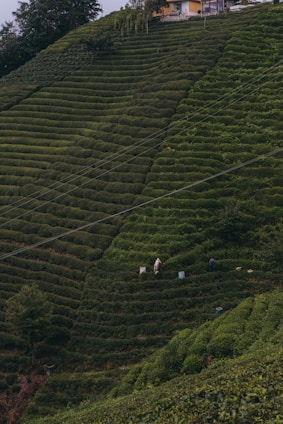 A lush, green hillside planted with uniformly rowed crops creates a tiered effect. Two people can be seen working among the plants, with bags beside them. At the upper edge of the hill stands a small building surrounded by trees.