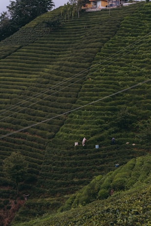 A lush, green hillside planted with uniformly rowed crops creates a tiered effect. Two people can be seen working among the plants, with bags beside them. At the upper edge of the hill stands a small building surrounded by trees.