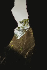 a view of a tree through a hole in a rock