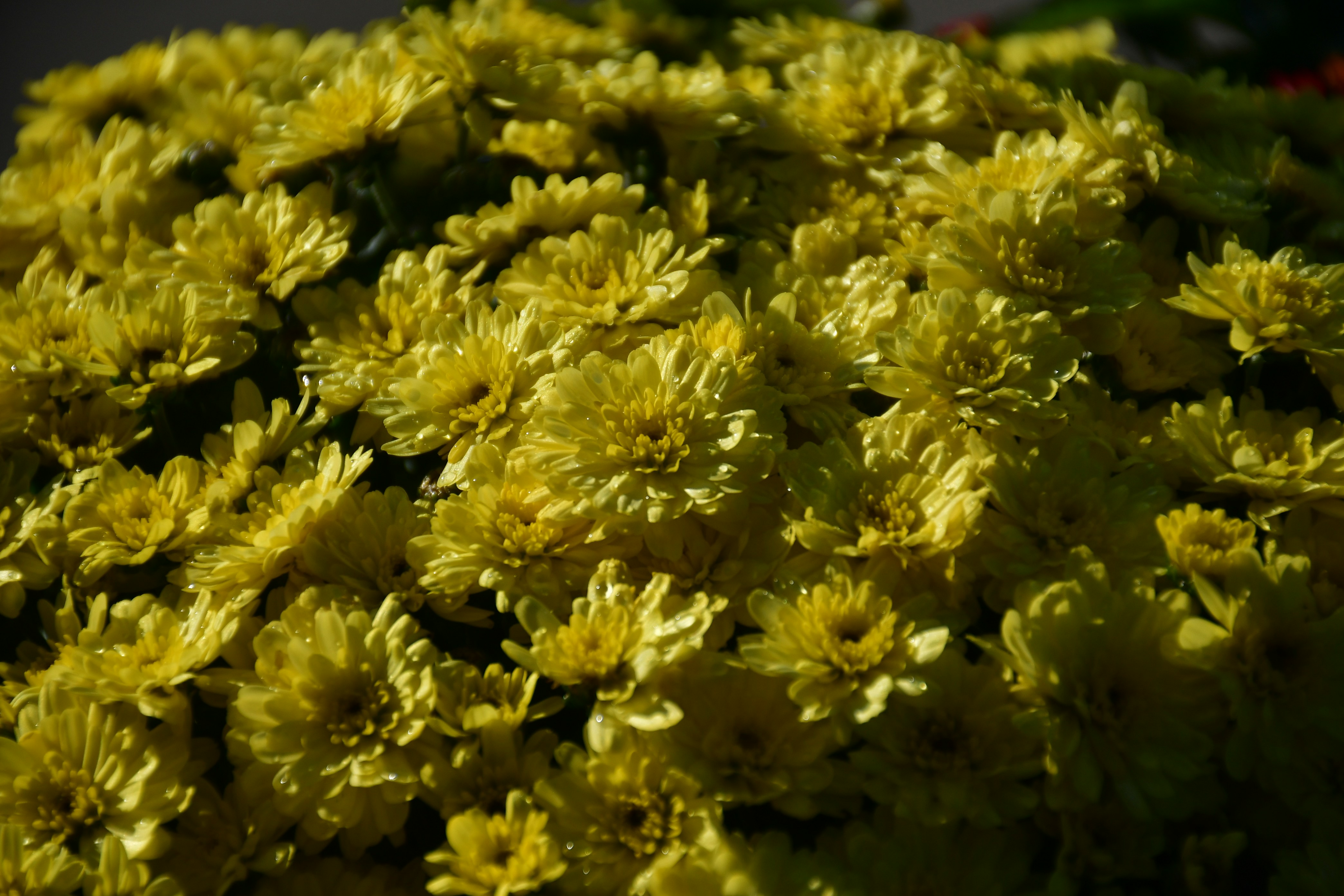 a bunch of yellow flowers that are blooming