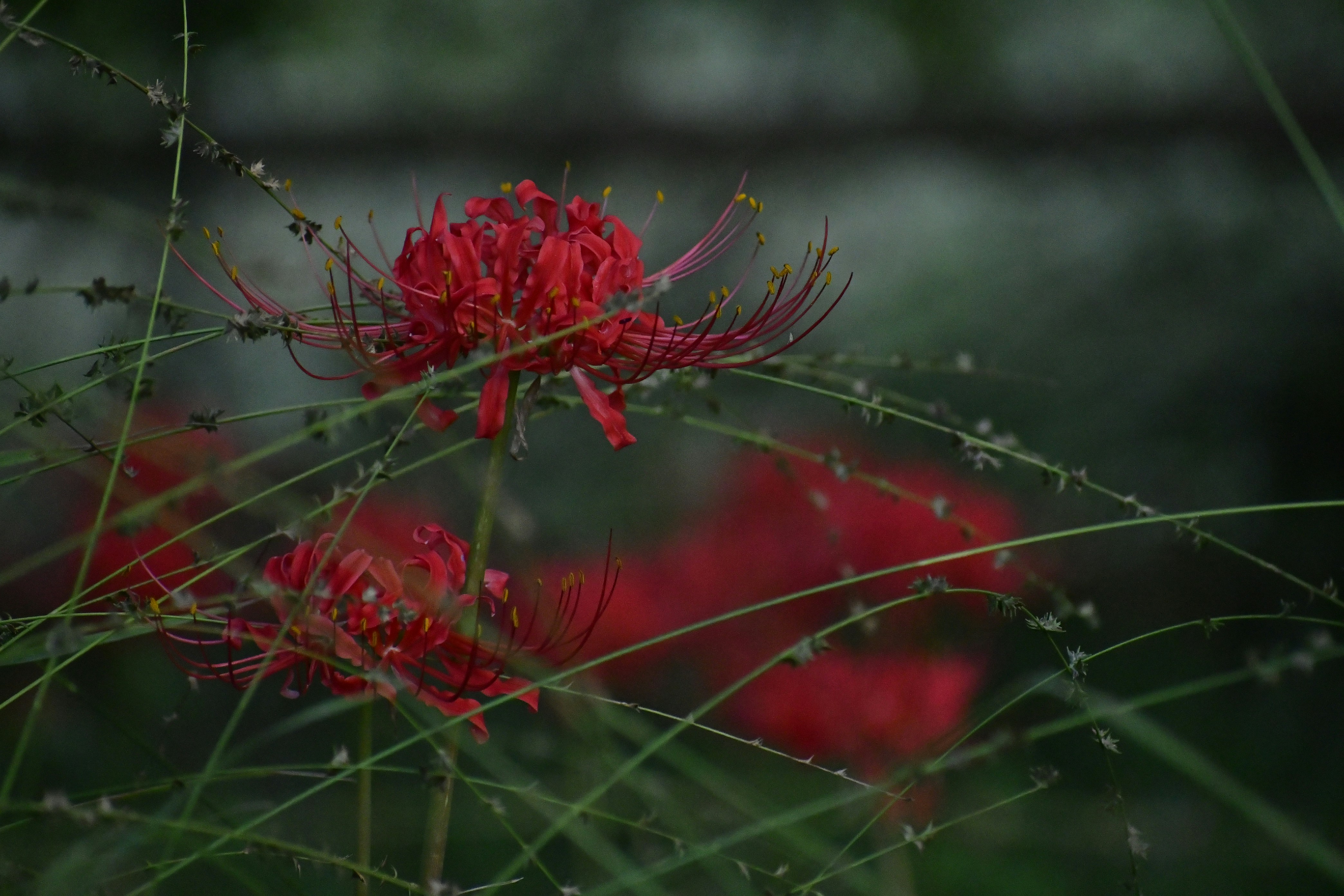 a close up of a red flower on a plant