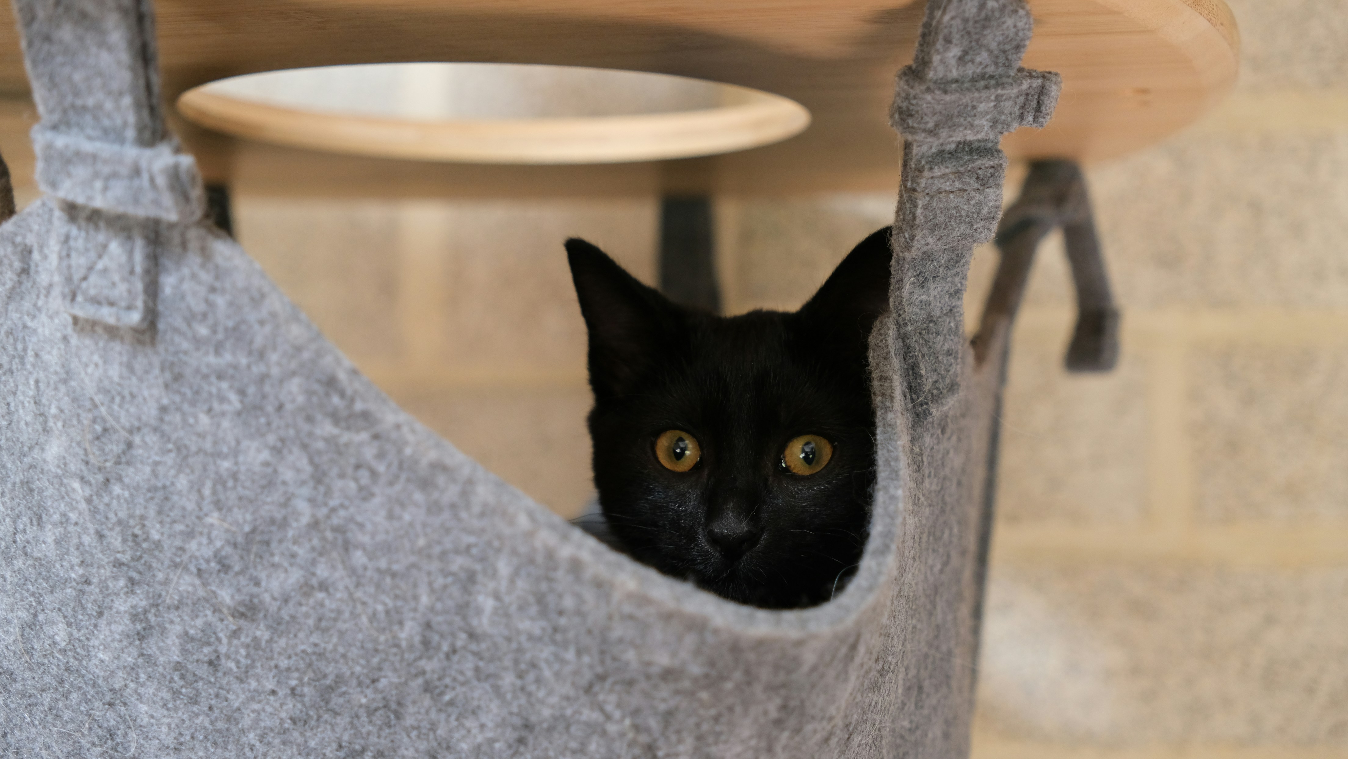 a black cat peeking out of a grey bag