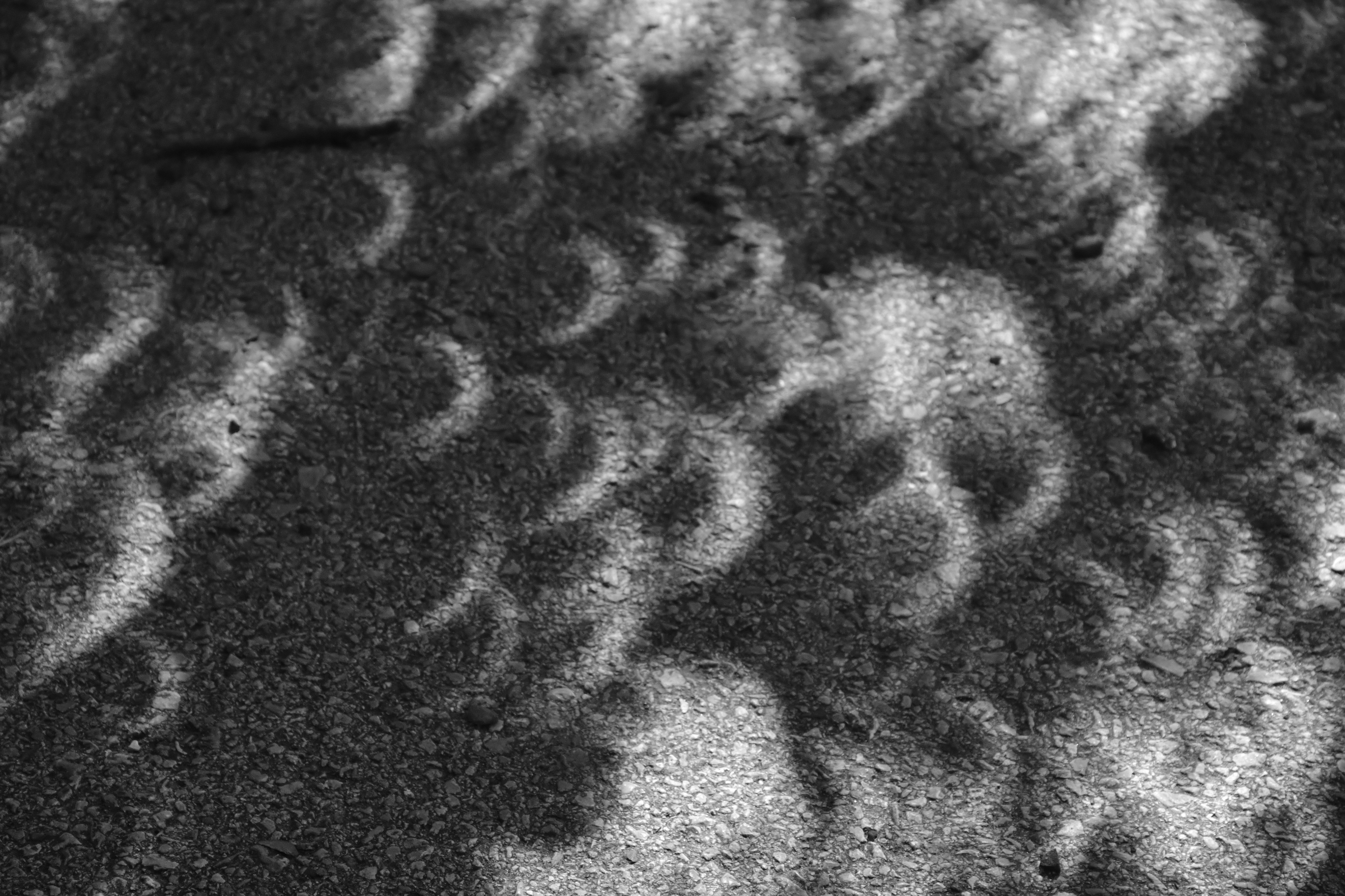 a black and white photo of a bird's shadow
