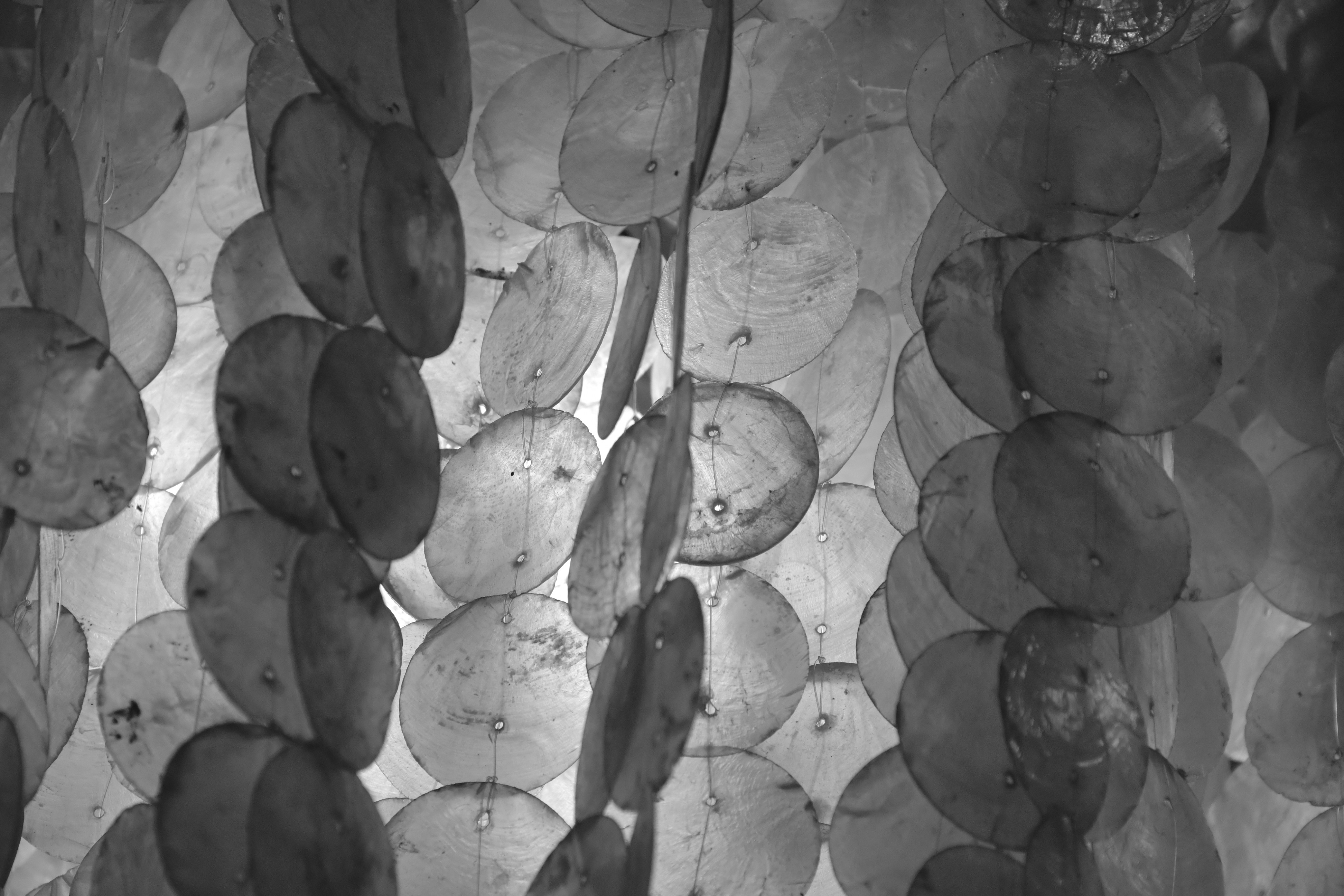 a black and white photo of leaves on a wall