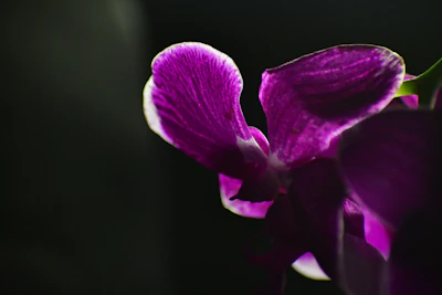 Close-up of a vibrant deep orchid purple orchid with soft natural lighting highlighting its delicate petals.