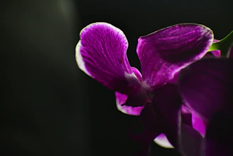 Close-up of a vibrant purple orchid with delicate petals softly lit to highlight its texture.