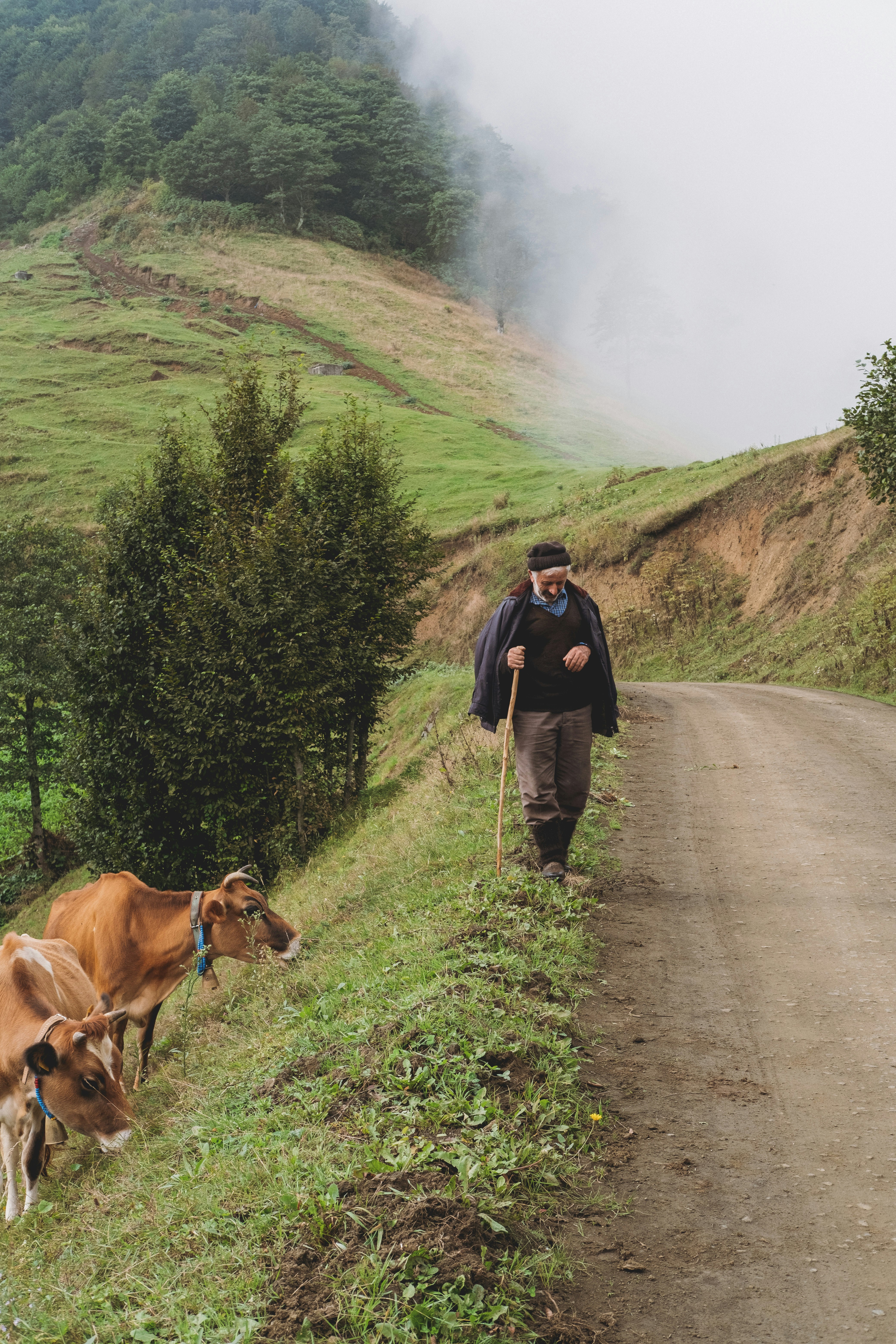 a man walking down a dirt road next to two cows